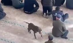 Camiye giren pitbull tedirginliğe neden oldu