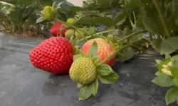 Çilekte kış hasadı: Bahçede kilogramı 130 TL