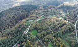 Düzce ormanlarında sonbahar bir başka güzel