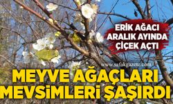 Meyve ağaçları mevsimleri şaşırdı: Erik ağacı Aralık ayında çiçek açtı