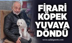 Firari köpek yuvaya döndü