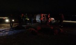 Hafif ticari araç sürüye daldı, 10'dan fazla koyun telef oldu