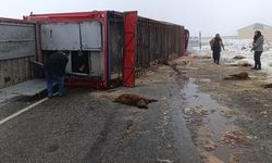 Hayvan yüklü tır devrildi: 10 küçükbaş telef oldu