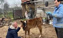 Köylerde Büyükbaş Hayvanlar Koruma Altında