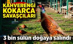 Kahverengi kokarca savaşçıları: 2025'te 3 bin sülün doğaya salındı
