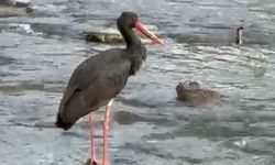 Türkiye'de nadir görülen kara leylek Karabük'te görüldü