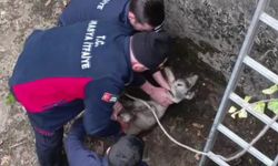 Boş havuza düşen yavru karacayı itfaiyeciler kurtardı