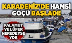 Karadeniz'de hamsi göçü başladı! Palamut ve Lüfer neredeyse yok