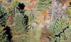 Kastamonu’da Dron ile Yakalanan Kaçak Avcılara Ceza