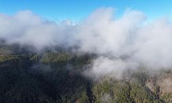Kastamonu'da sis bulutları ve ormanların buluşması mest etti