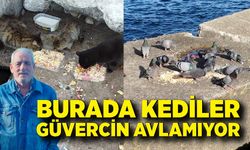 Hayvan sever Bülent Gemicibaşı; Burada kediler güvercin avlamıyor