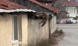 Köpek seslerini duyan tilkinin yaşadığı panik kamerada