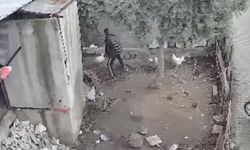 Kümeslerden tavuk çalan zanlı tutuklandı