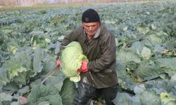 Turşuların başrol oyuncusu lahananın hasadına devam ediliyor