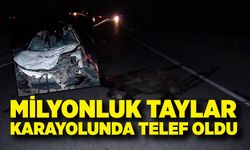 Feci Olay! Milyonluk Taylar Karayolunda Telef Oldu