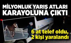 Milyonluk yarış atları karayoluna çıktı: 6 at telef oldu, 2 kişi yaralandı