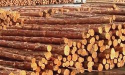 Alaplı Orman İşletme Müdürlüğü İstifleme İşi Yaptıracaktır