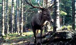 Ormanlara kurulan fotokapanlar yaban hayatı kaydetti