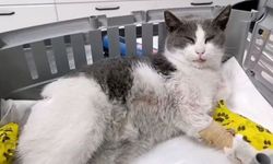 Otomobilin çarptığı kedi, tedavi için İstanbul'a sevk edildi