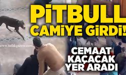 Pitbull camiye girdi! Cemaat kaçacak yer aradı