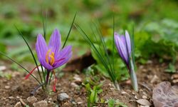 Safrana KBÜ'den akademik destek