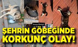 Şehrin göbeğinde köpek ve kediler ölü bulundu