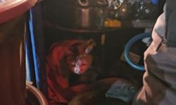 Sokak kedisine üşümesin diye kestane kazanının yanında bakıyor