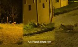 Tikinin panik anları: Sağa sola kaçışması kediyi de korkuttu