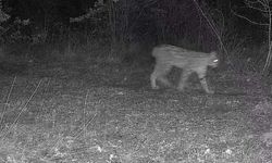 Karabük'te vaşak ve yavrusu ile kurt, fotokapana yansıdı