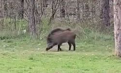 Yaban domuzu da üniversiteli oldu