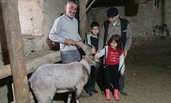 Yaralı halde bulunan dağ keçisi tedavisinin ardından doğaya salındı