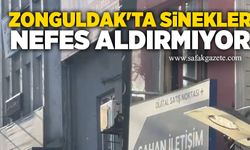 Zonguldak'ta sinekler nefes aldırmıyor