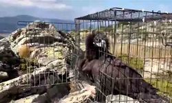 132 yaban hayvanı tedavi edilerek doğaya salındı