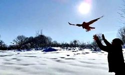 211 yaban hayvanı doğaya salındı