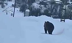 Kış uykusu tutmadı, açlık ilçeye indirdi