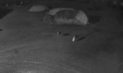 Aç kurtlar yerleşime indi, köpeği alıp götürdü