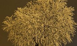 Ağaçlar Kırağıyla Kaplandı: Termometreler Eksi 10’u Gösteriyor