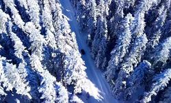 Aladağlar'da kış güzelliği: Çam ormanları kartpostallık manzaralara büründü
