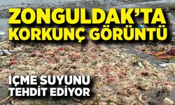 Zonguldak’ta korkutan görüntü: Yüzlerce telef olmuş tavuk bulundu