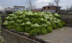 Bafra Marulunda Fiyat Düşüşü Üreticiyi Zora Soktu