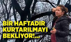 Bartın’da Ağaçta Mahsur Kalan Kedi Bir Haftadır Kurtarılmayı Bekliyor