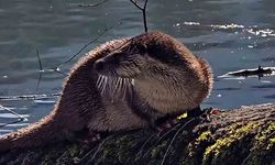 Bolu Yedigöller’de nadir görülen su samuru kamerada!