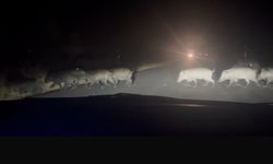 Gece yolda domuz sürüsü sürprizi