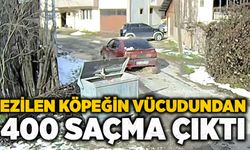 Ezilen köpeğin vücudundan 400 saçma çıktı