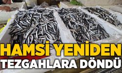 Hamsi yeniden tezgahlara döndü