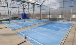 Jeotermal Devrim: Karides ve Balık Üretimi Başlıyor