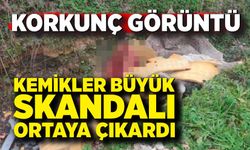 Çevreye Atılan Kemikler Büyük Skandalı Gün Yüzüne Çıkardı