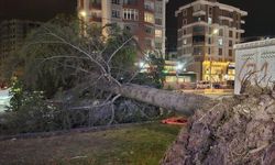 Kuvvetli Rüzgâr Talas’ta Zarara Yol Açtı: Ağaç Otomobilin Üzerine Devrildi