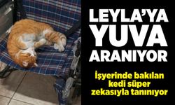 Leyla’ya yuva aranıyor