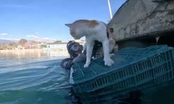 Mahsur Kedi Sahil Güvenlik Tarafından Kurtarıldı